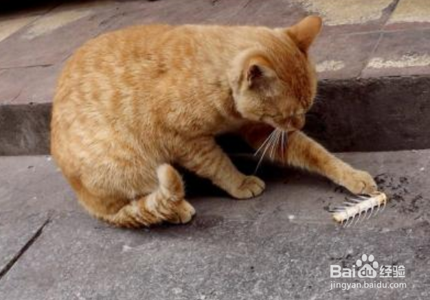 猫咪的饮食禁忌有哪些？
