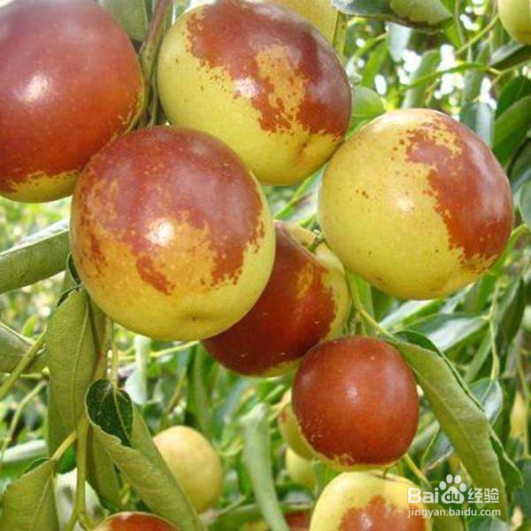 冬枣怎么清洗和存放