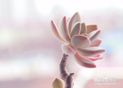 怎么消灭蚧壳虫