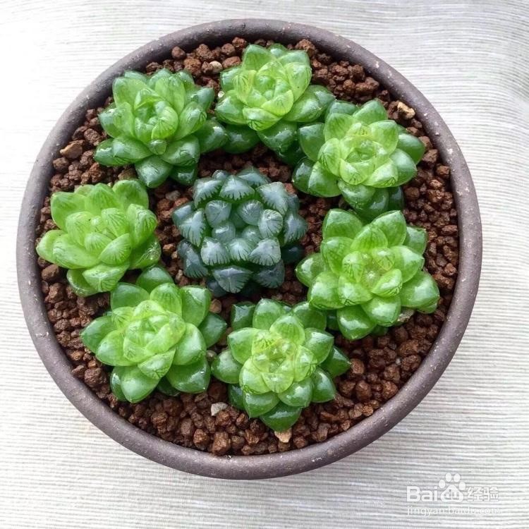 多肉植物怎么养