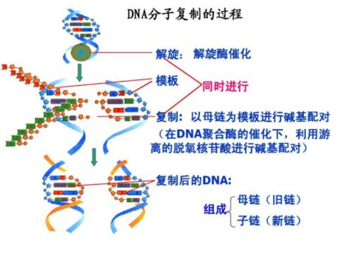 DNA分子复制的过程及特点-百度经验