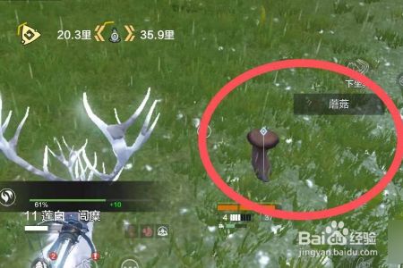 妄想山海蘑菇在哪里面采集?