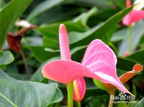 怎样让红掌花开的更好