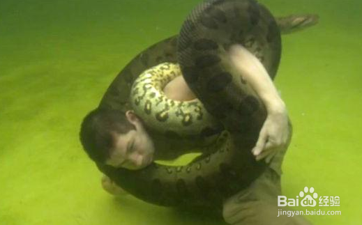 被蛇缠住怎么办