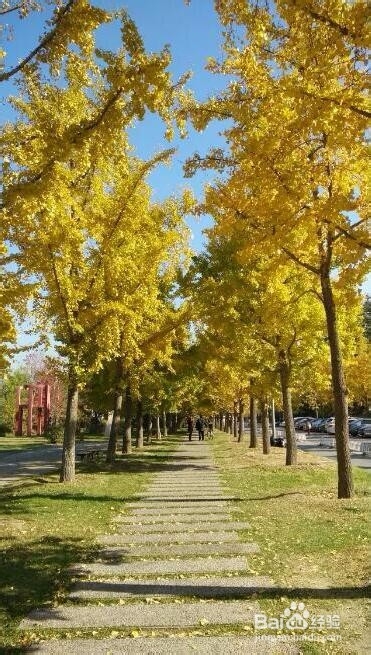 用手机怎样拍出好看的银杏树照片