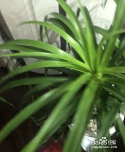 live图片怎么发给别人