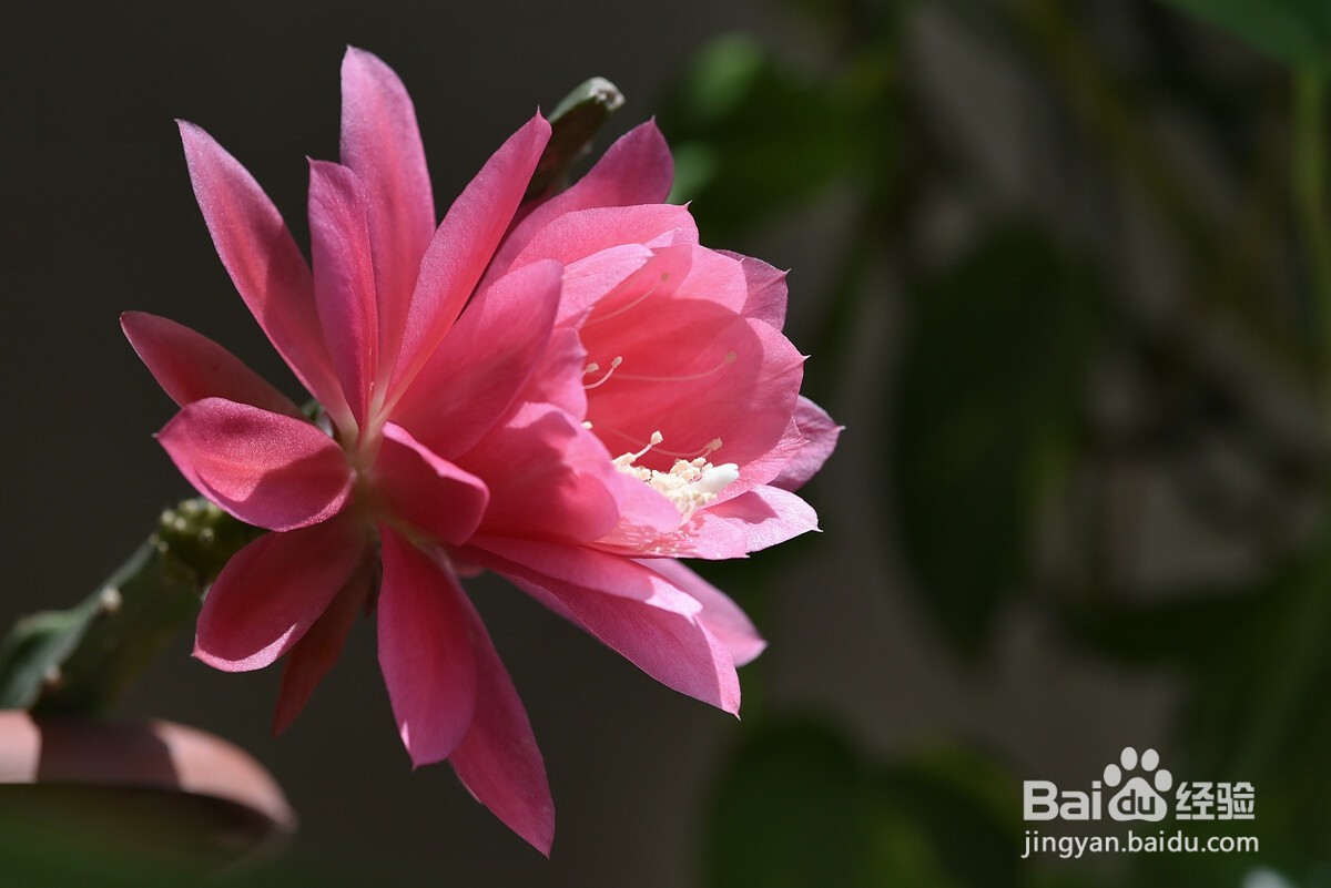 令箭荷花夏天怎么养