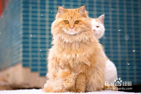 怎么让猫喜欢你粘着你