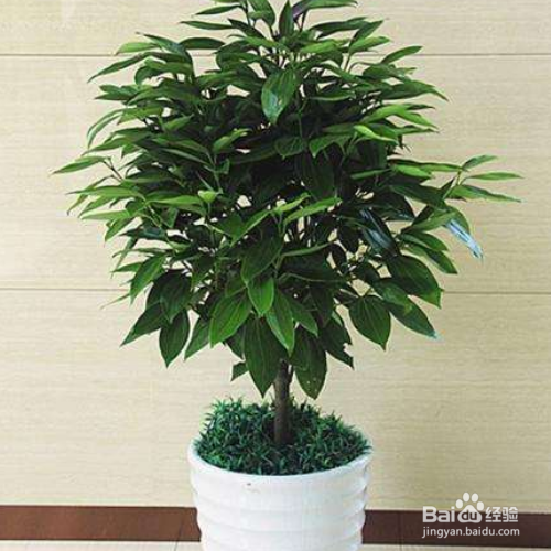 平安树被锯了以后还能存活么?