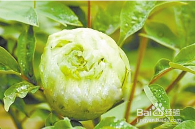 绿叶中色素的作用