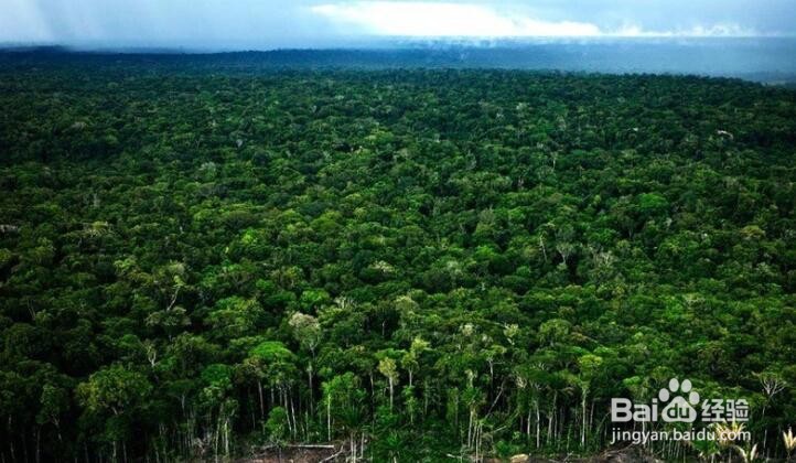 热带雨林有什么危险和解决方法