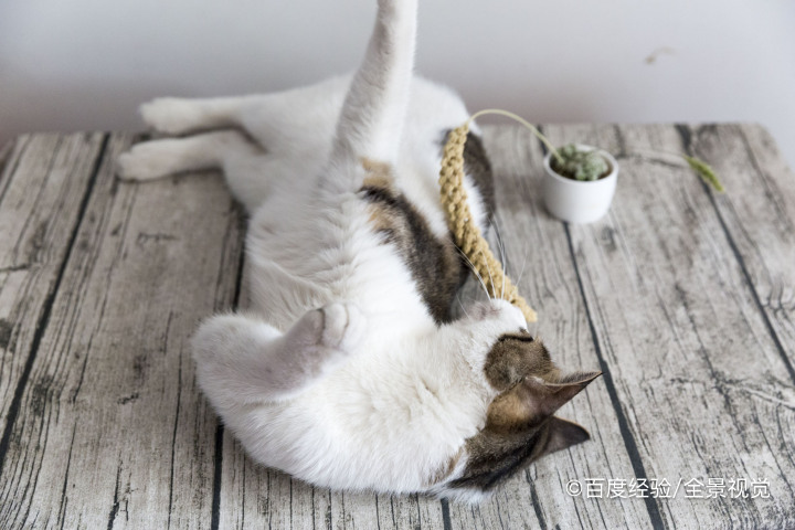 奶猫不吃奶虚弱怎样救