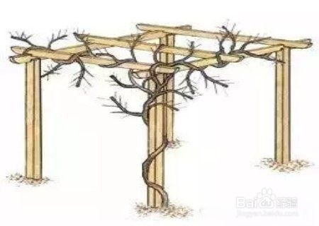 紫藤花修剪方法