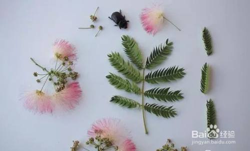 花朵标本制作方法 百度经验 花朵标本制作方法 百度经验