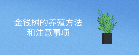 金钱树的养殖方法和注意事项