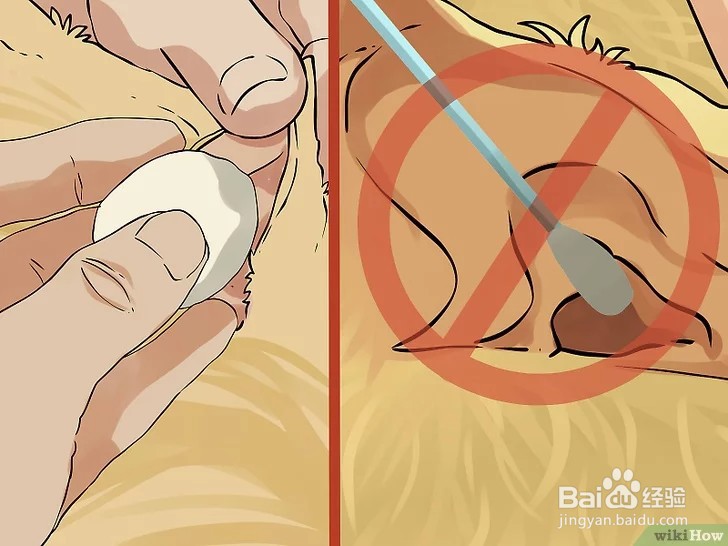 怎么清洁猫咪的耳朵