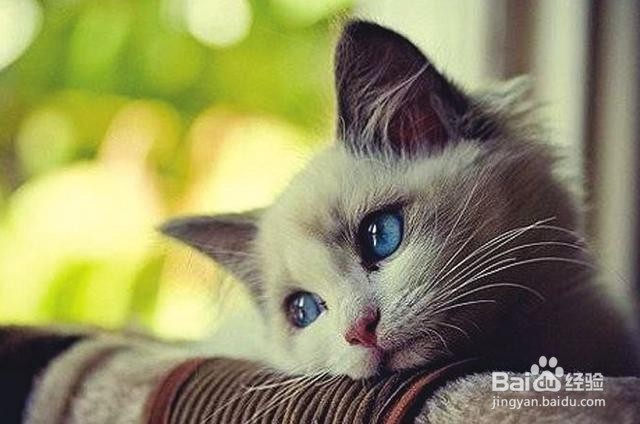 猫咪死在家里,如何处理