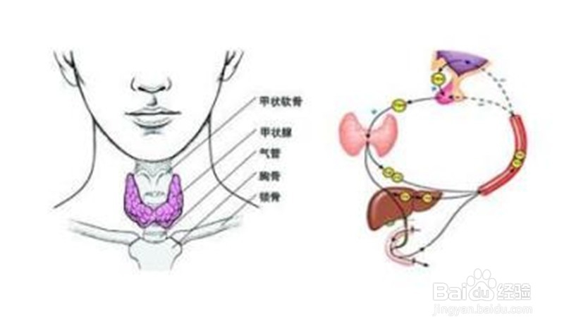 “甲低”有哪些症状?