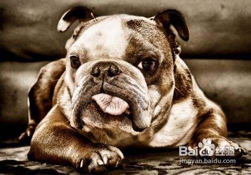 狗狗呼吸急促的原因 百度经验