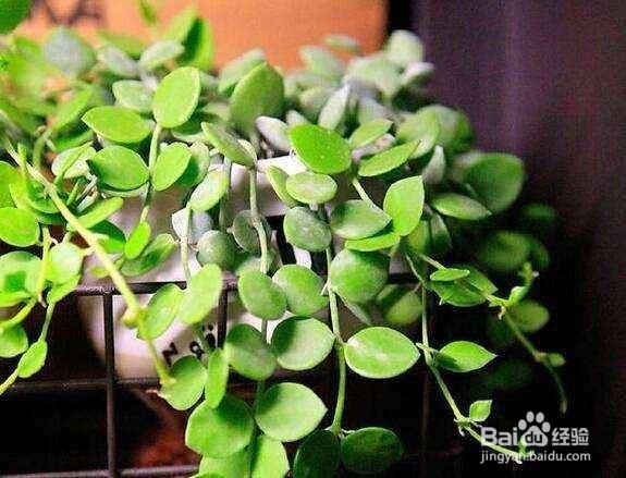 生活中的废水来给植物浇水,比买来的花肥都强!