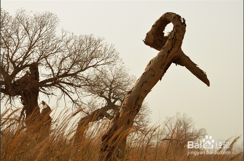 胡杨林旅游攻略：秋光如画 邂逅敦煌胡杨林
