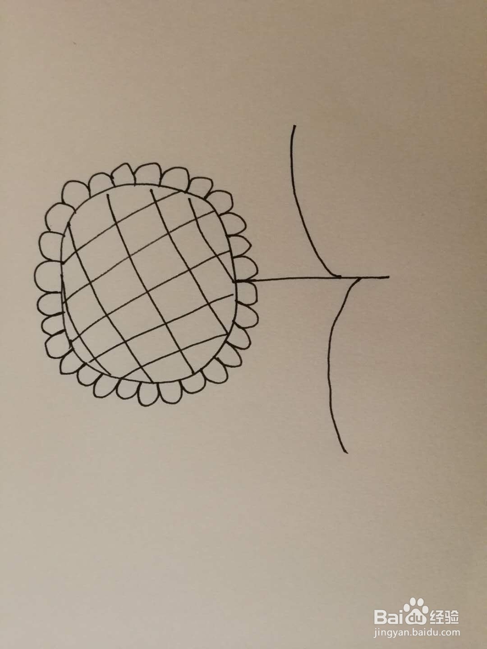 简笔画小向日葵