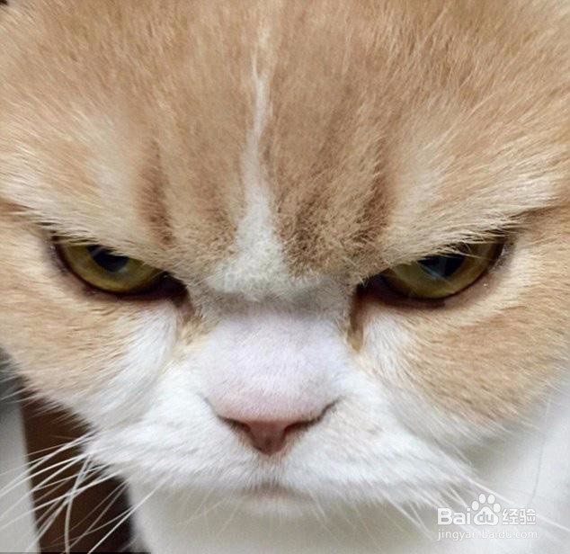 如何判断猫咪是不是真打架