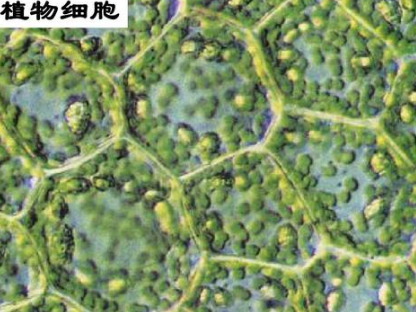 植物细胞的主要能源物质和储能物质分别是什么
