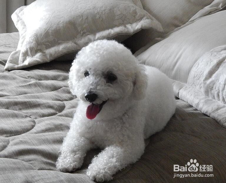 比熊爱咬人怎么办