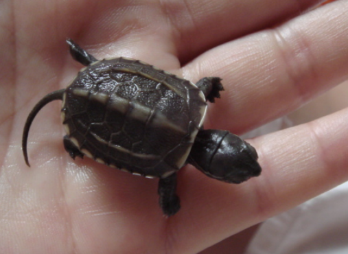 乌龟为什么一个头两个大答案