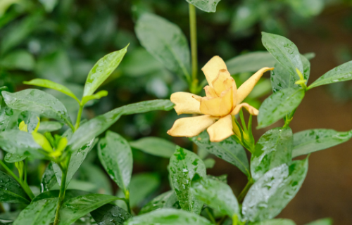 为什么送人不能送栀子花