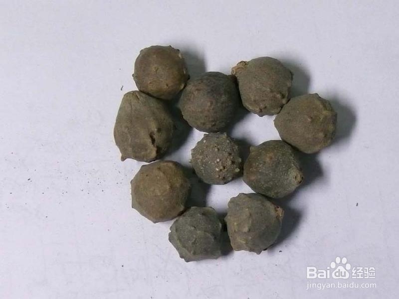 中医炮制：[78]没食子的炮制方法