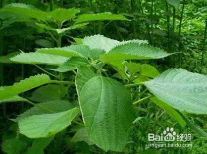 服装选购系列：6、如何区分亚麻面料和苎麻面料