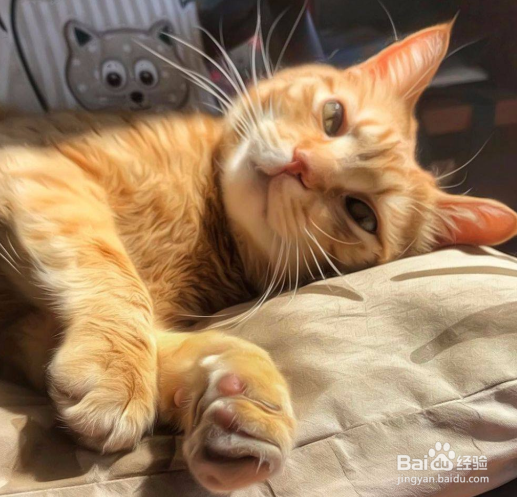 怎样让猫产生好感