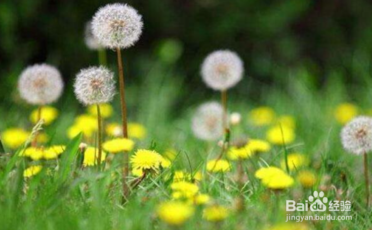 蒲公英种子的播种方法