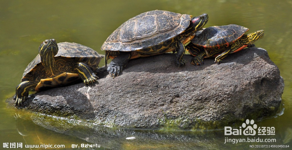 巴西龟（又叫红耳龟）的日常饲养