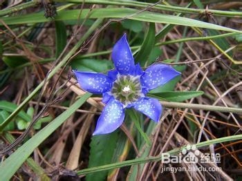 快速降血压的偏方有哪些？