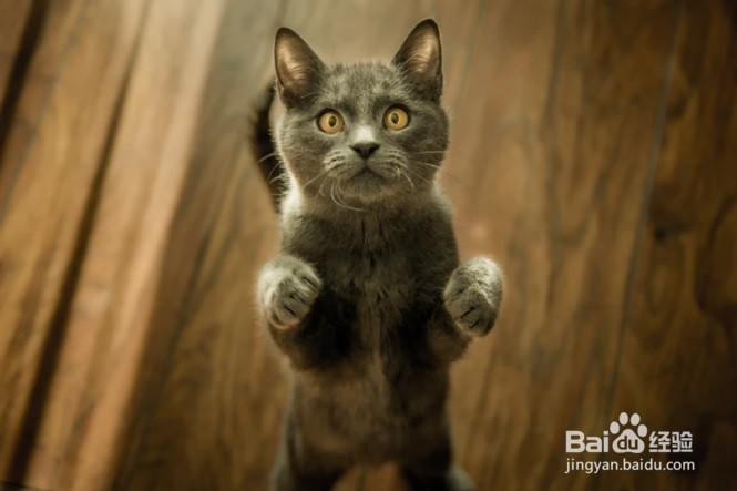 怎么样为猫咪在家里洗澡去异味