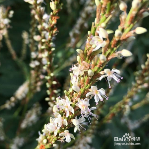 拳参的养殖方法和注意事项