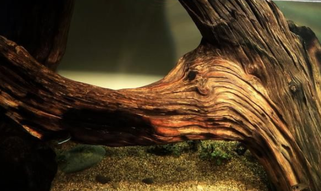 刷了油漆的沉木能放鱼缸吗