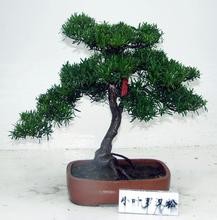 秋季盆花的管理经验