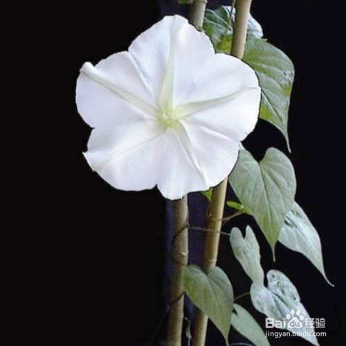 月光花黄叶的原因和处理办法