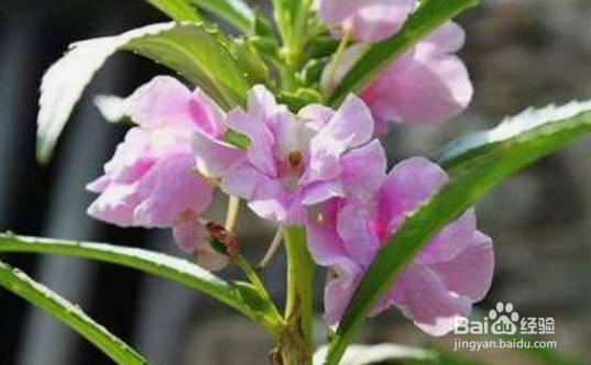 风仙花养护方法