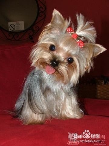 狗狗,我的世界不能没有你