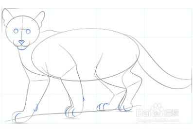 如何画美洲狮宝宝