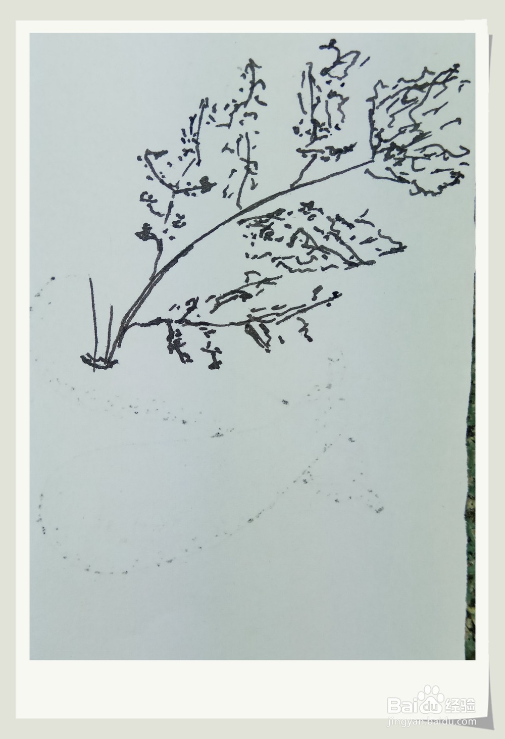 怎样画简笔画“胡萝卜”？