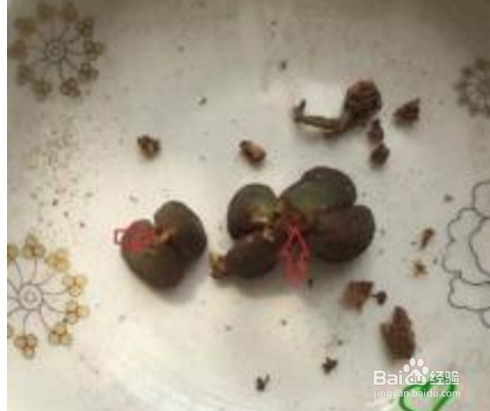 生石花怎么分株
