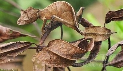 动物世界的奇异很简单