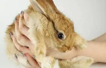 家兔捉拿方法