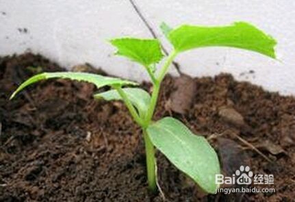 荷兰小黄瓜怎么种